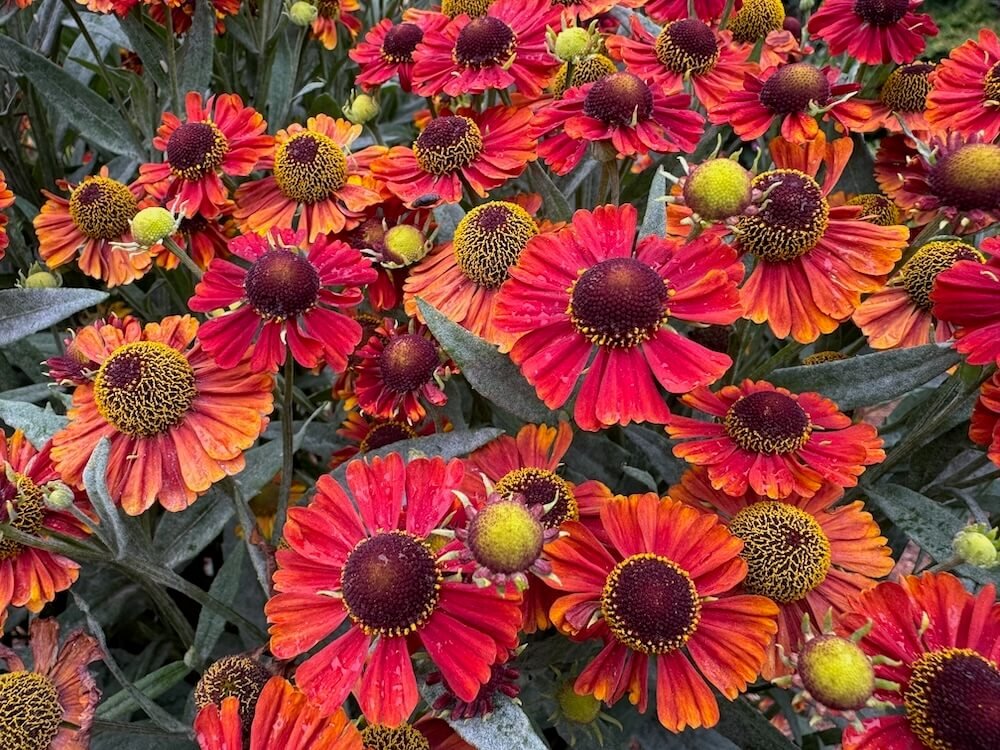 Helenium autumnale 'Hayday'