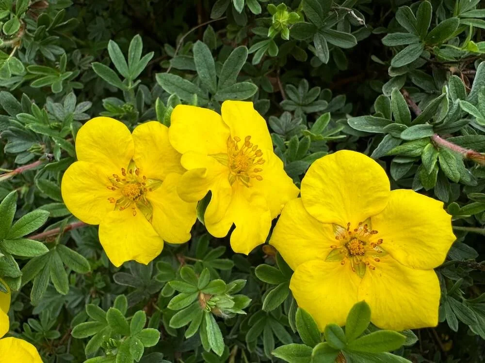 CINQUEFOIL (Potentilla)