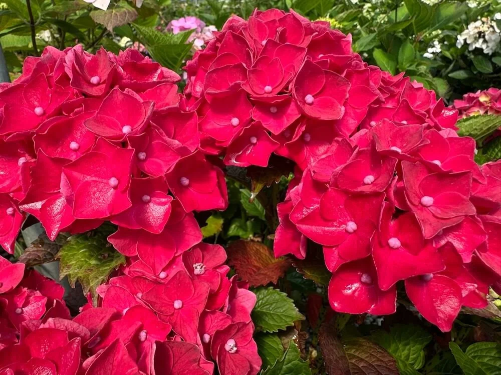 Hydrangea macrophylla 'Magical Crimson'