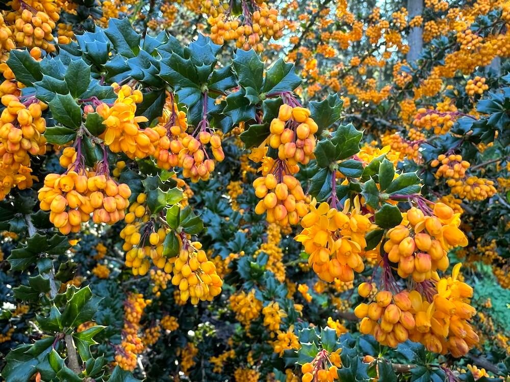 Berberis darwinii