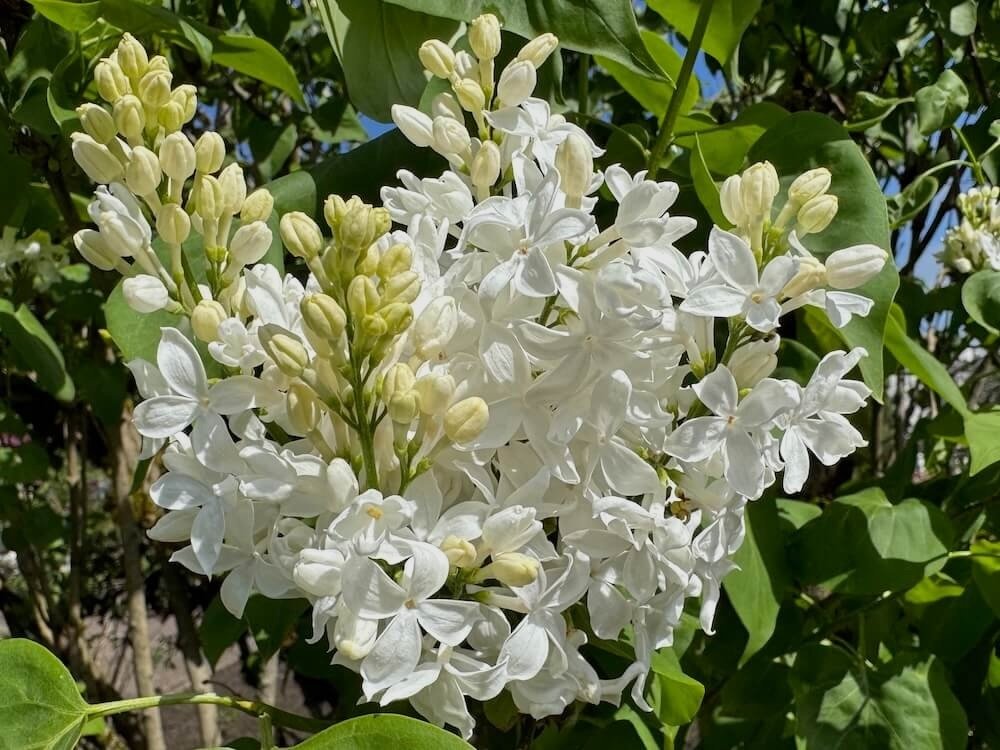 Syringa Vulgaris 'Angel White'