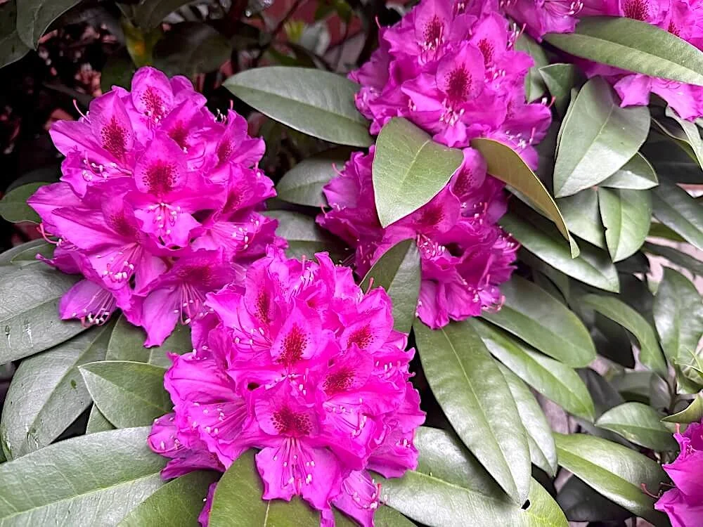 Rhododendron 'Anah Krusche'