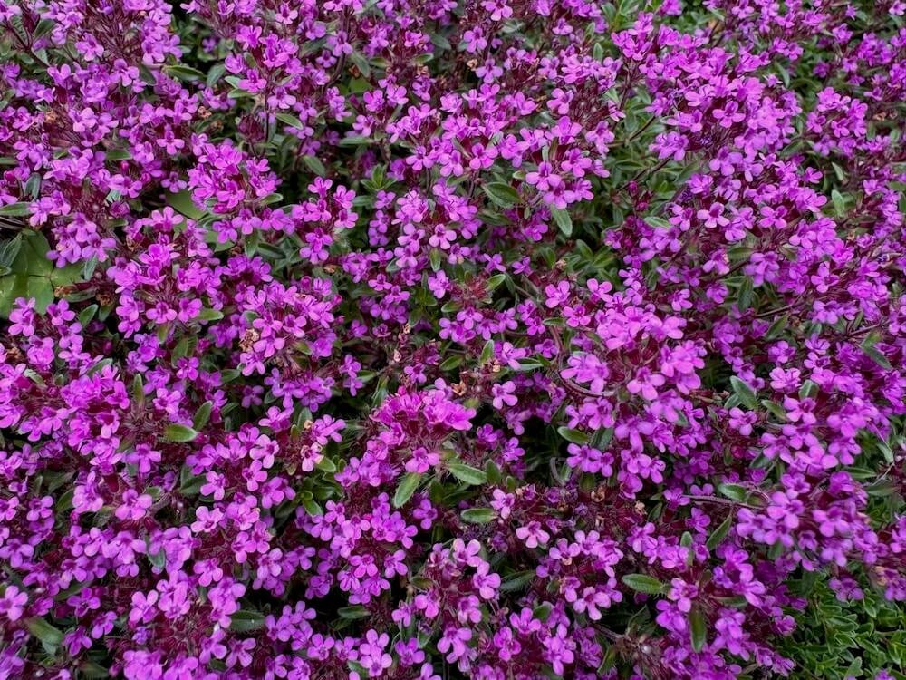 THYME (Thymus)