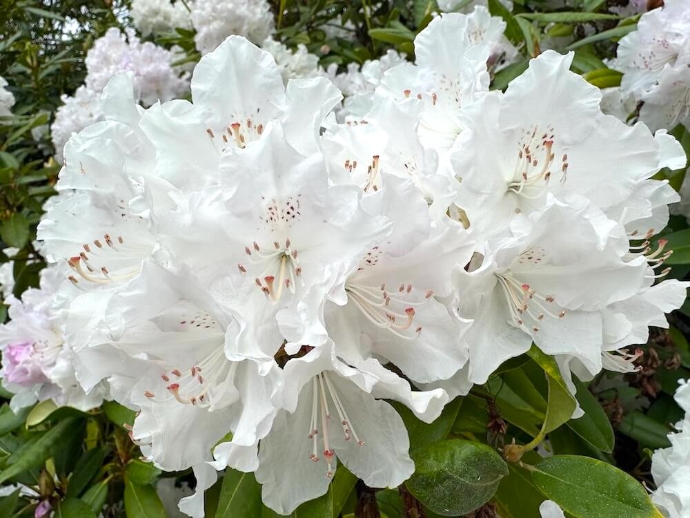 Rhododendron aberconwayi