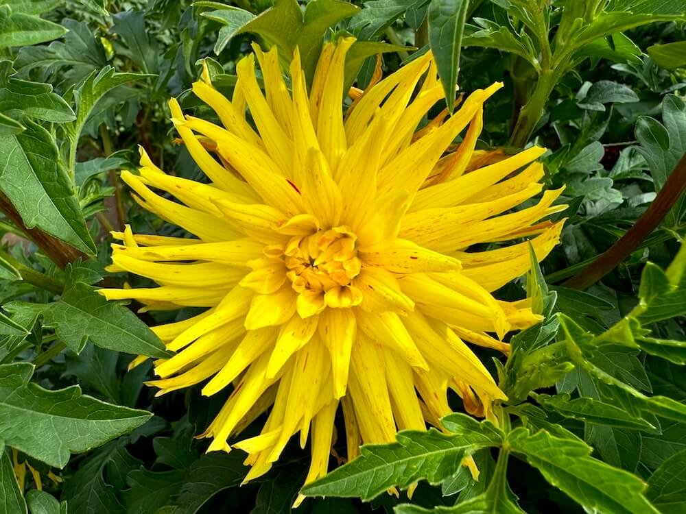 Dahlia 'Poppers'
