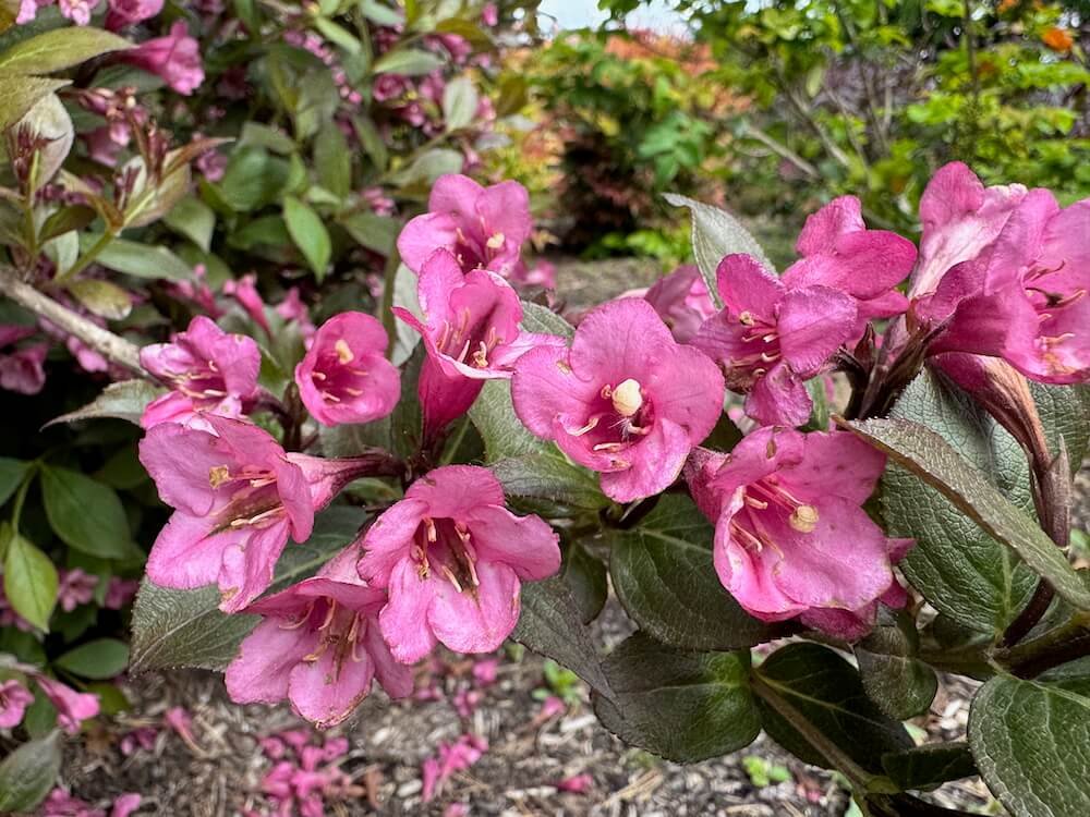 Weigela florida 'Tango'