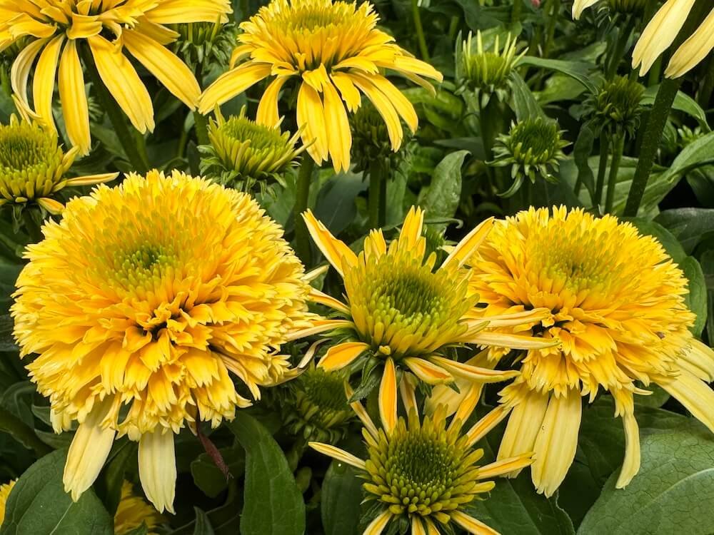 Echinacea purpurea 'Lemon Drop'
