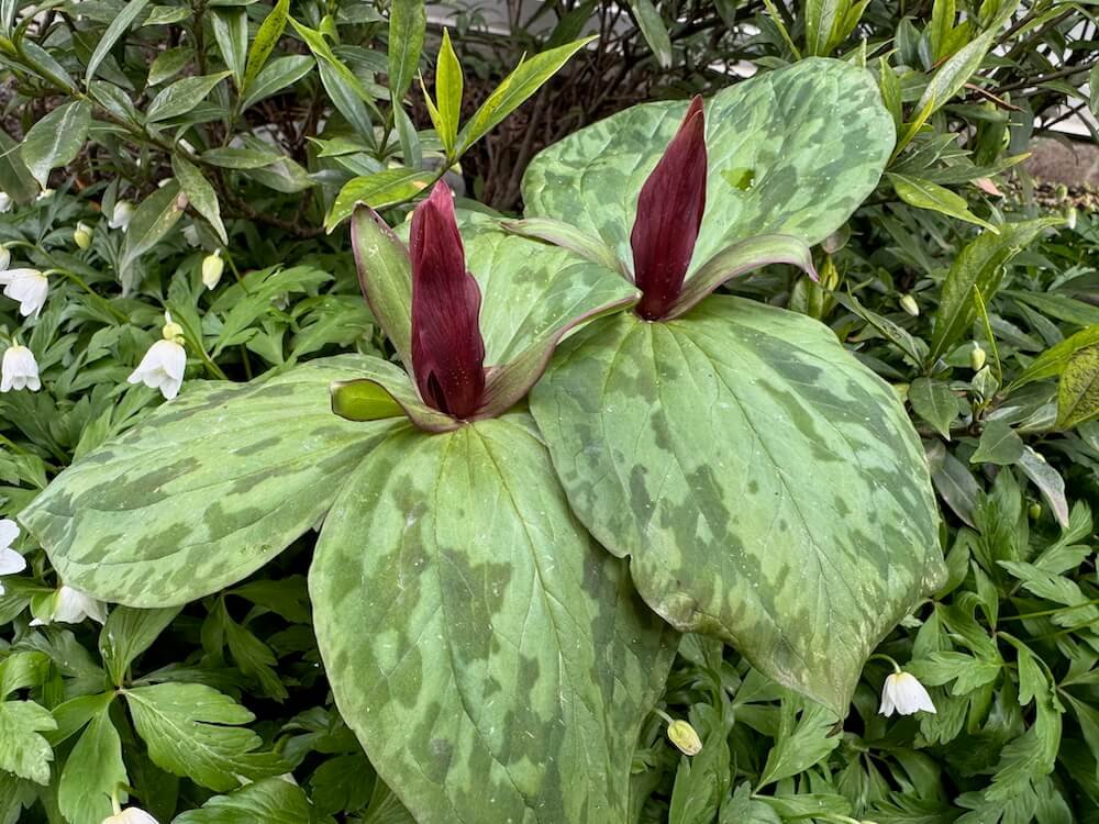 Trillium cuneatum