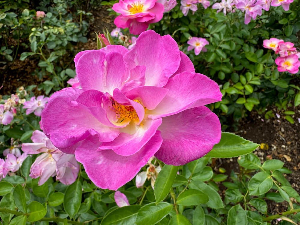 Rosa 'Nearly Wild'
