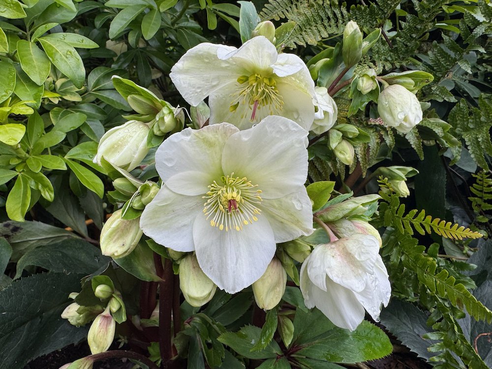 Deer Resistant Perennials