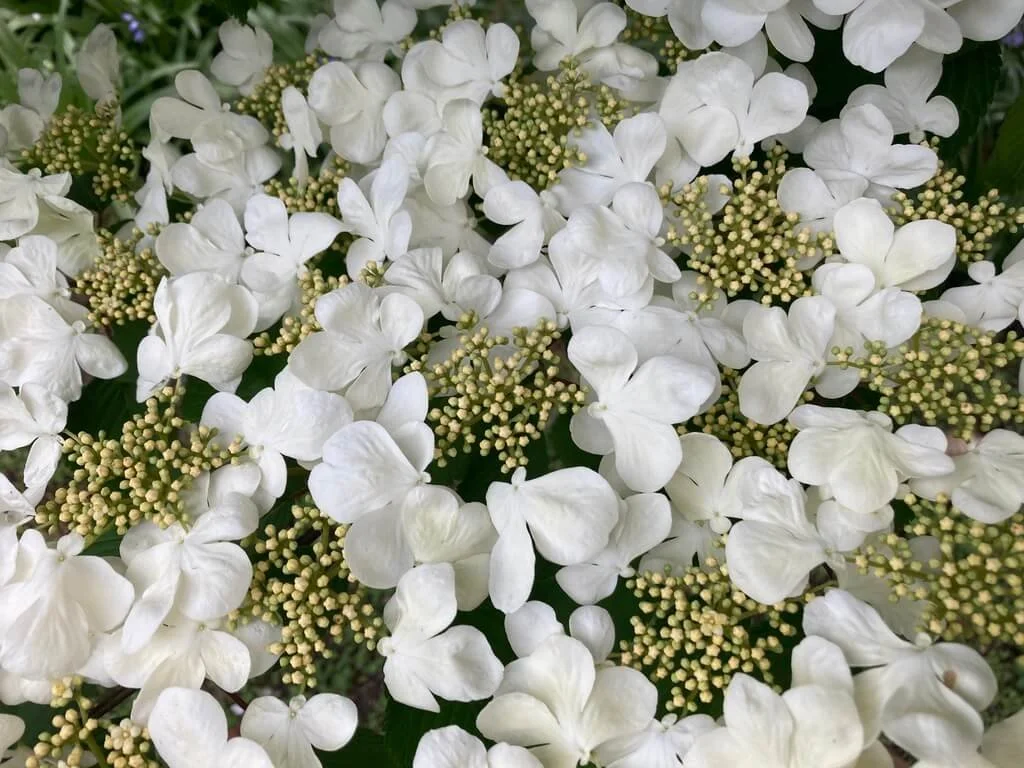 Viburnum plicatum ‘Mariesii’