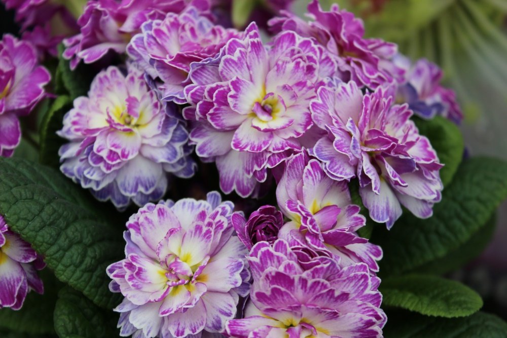 Spring Blooming Groundcovers
