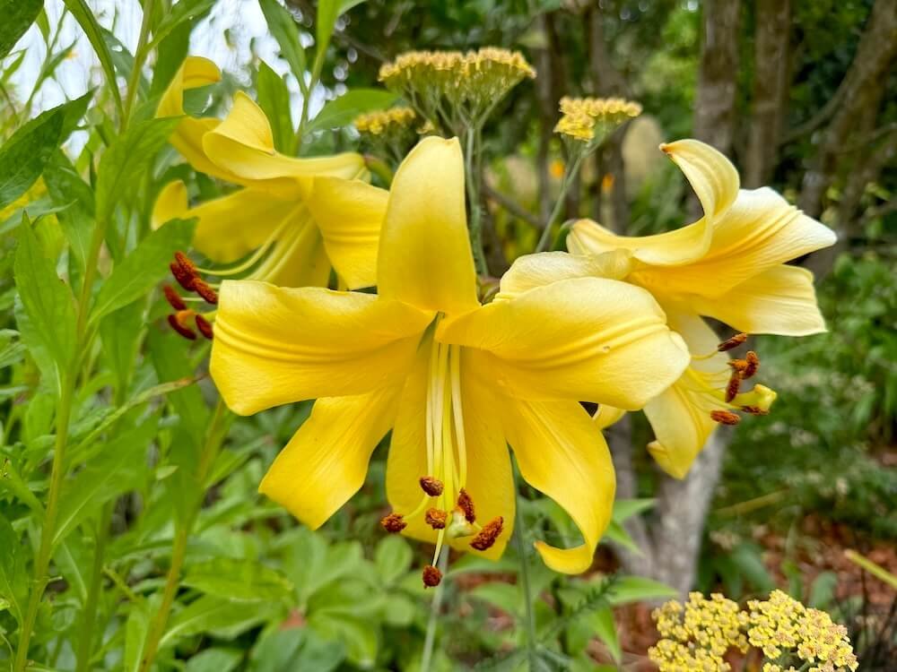 Lilium 'Rococo'
