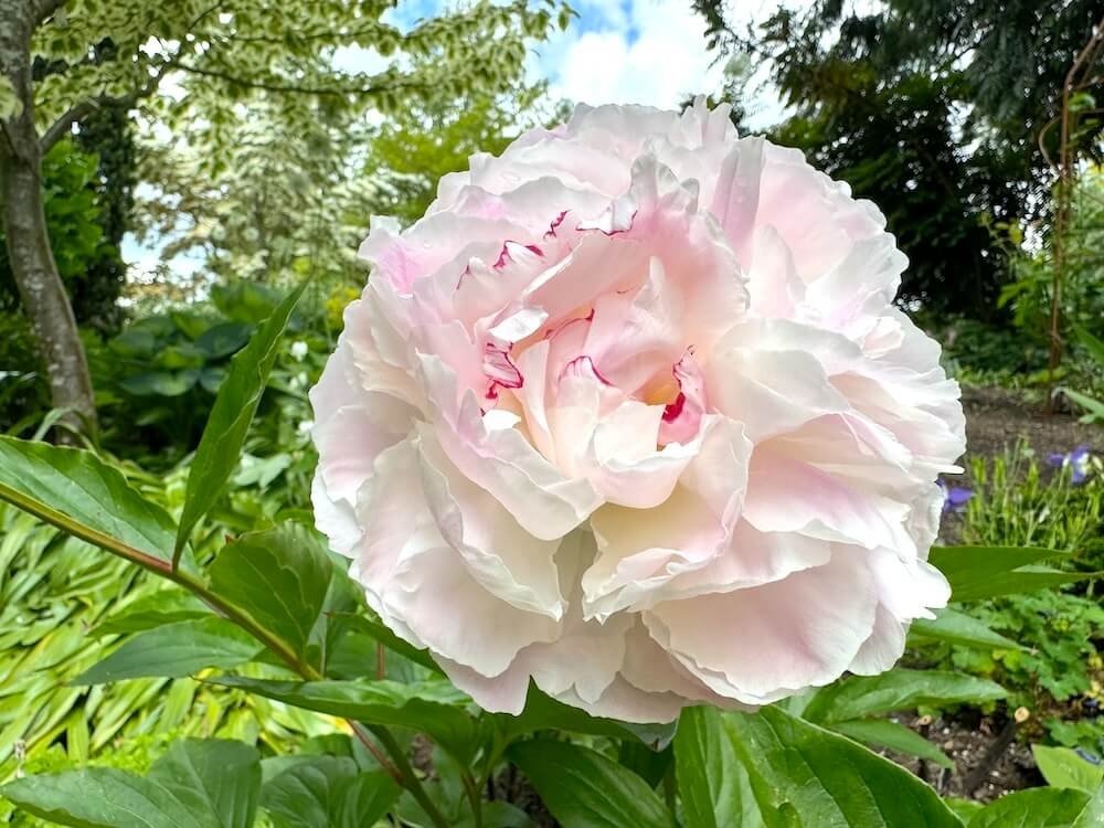 Paeonia lactiflora 'Shirley Temple'