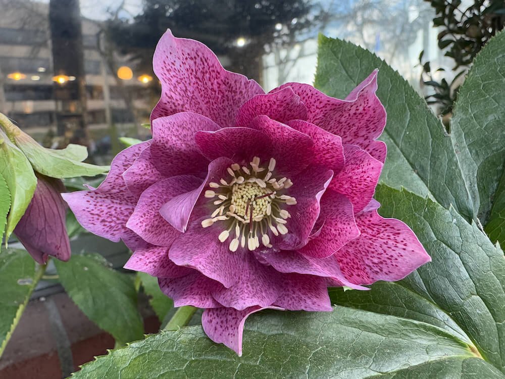 Helleborus x hybridus HGC 'SP Elly'