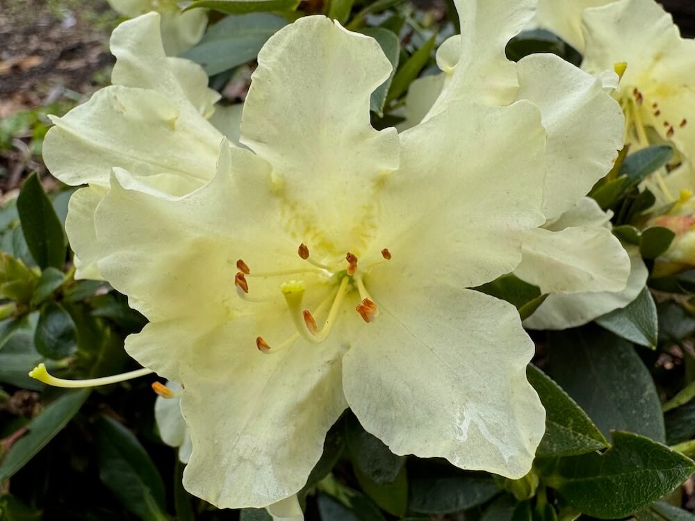 Rhododendron 'Patty Bee'