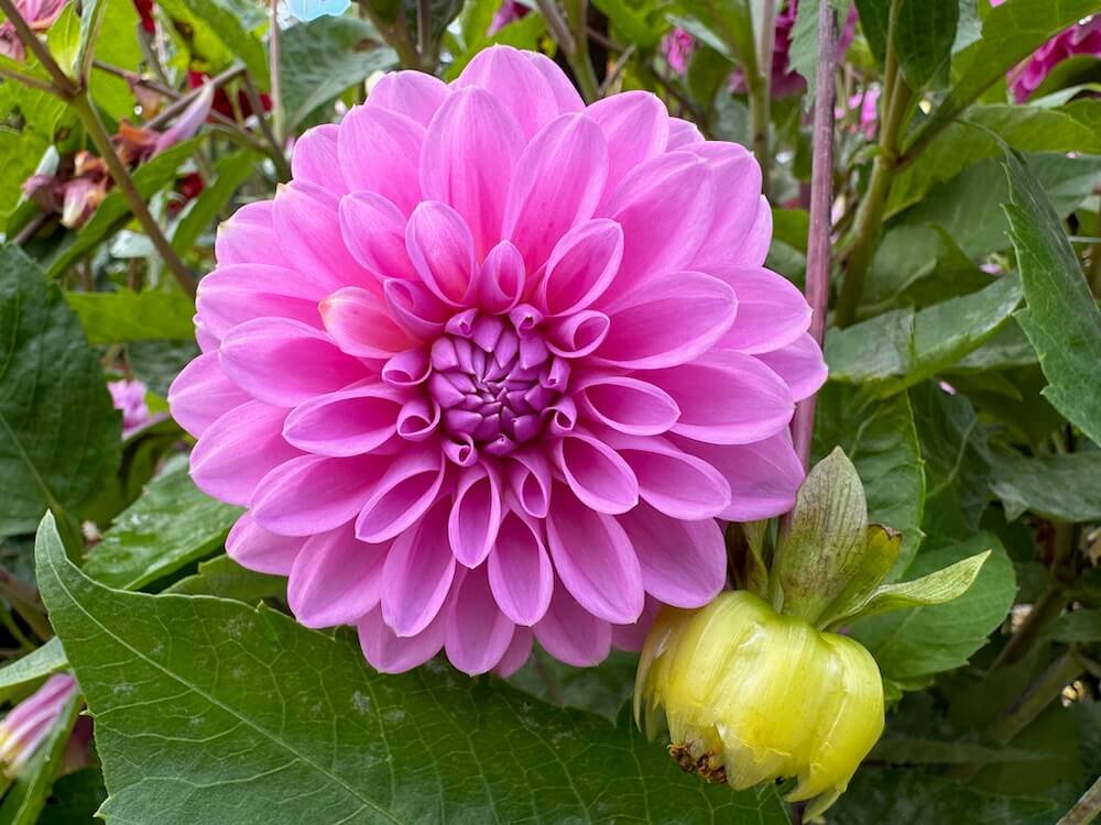 Dahlia '20th Ave Tranquility'