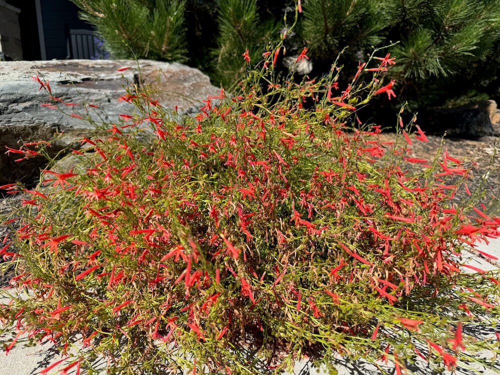 Penstemon pinifolius