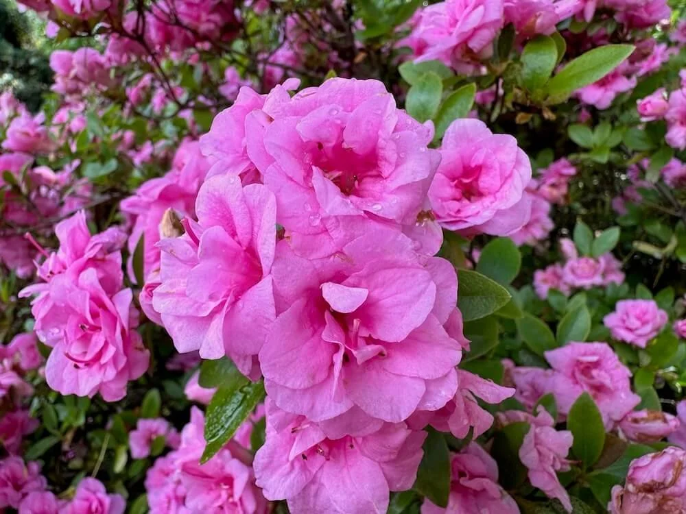 Rhododendron 'Rosebud'