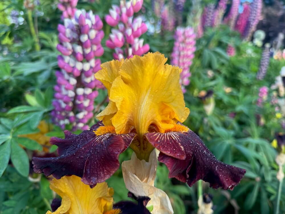 Iris 'Rise Like A Phoenix'