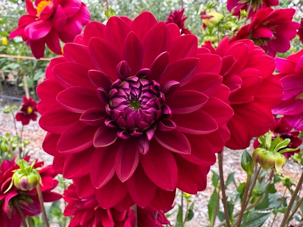 Dahlia 'Voo Doo'