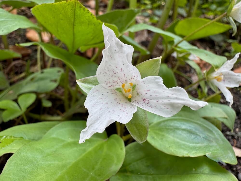 Pseudotrillium rivale
