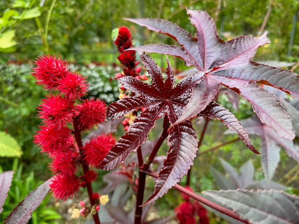 CASTOR OIL PLANT (Ricinus)