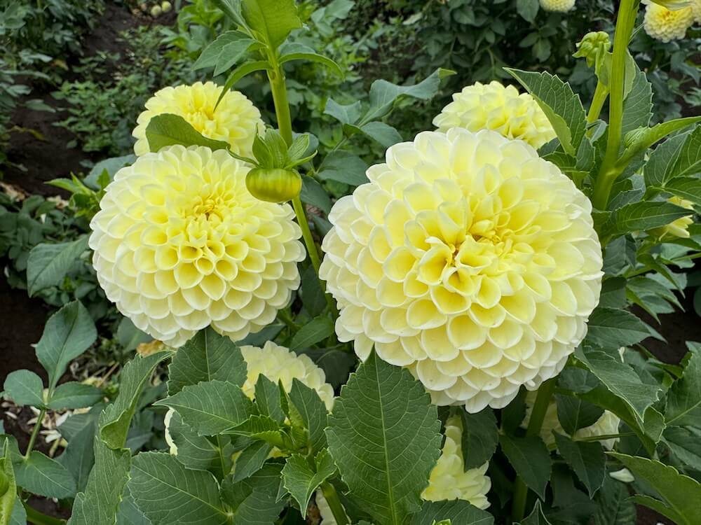Dahlia 'Polventon Supreme'
