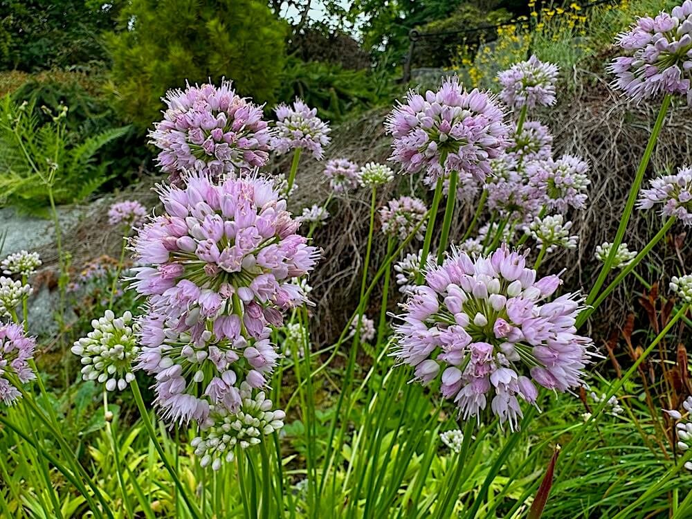 Allium lusitanicum