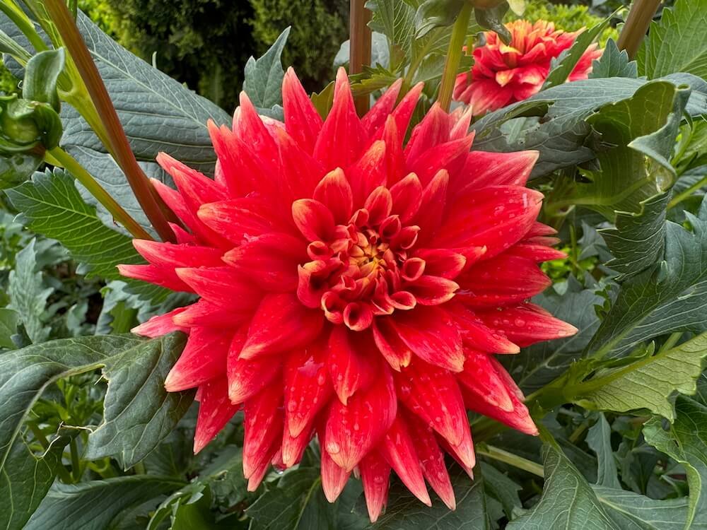 Dahlia 'Steven David'