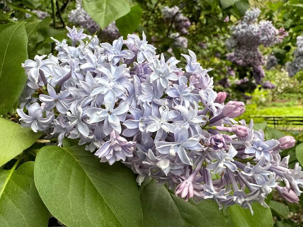 Syringa x hyacinthiflora ‘Equinox Valley’