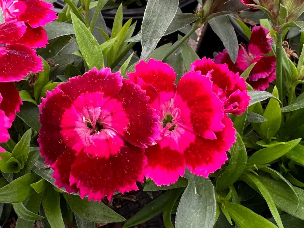Dianthus 'Olivia Cherry'