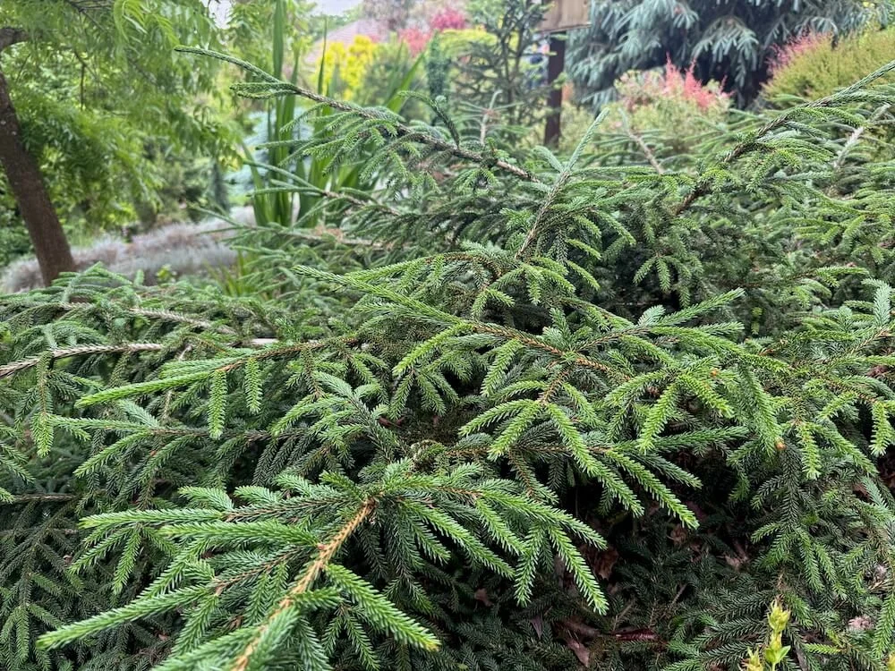 Picea orientalis 'Ferny Creek Prostrate'
