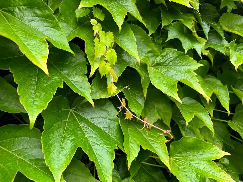 Parthenocissus tricuspidata