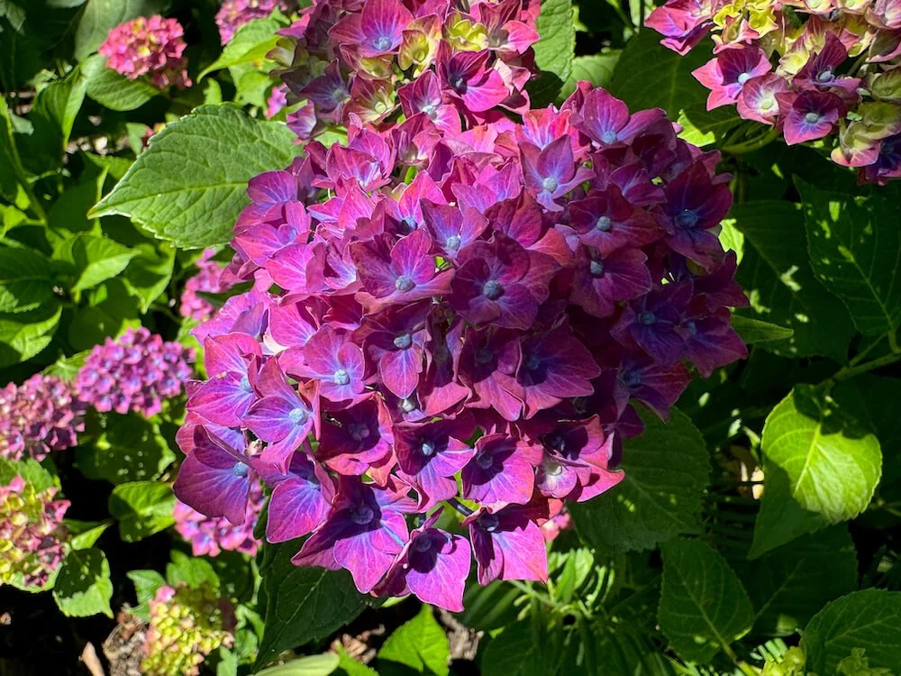 Hydrangea macrophylla ‘Horwack’ Pistachio