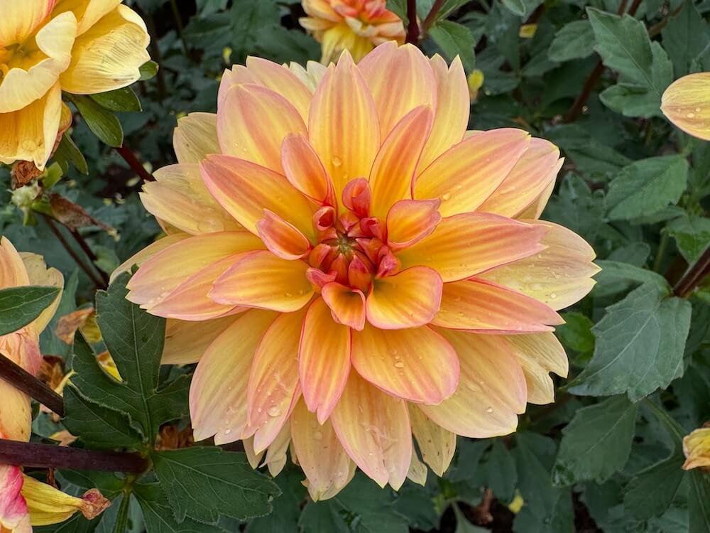 Dahlia 'Garden Time'