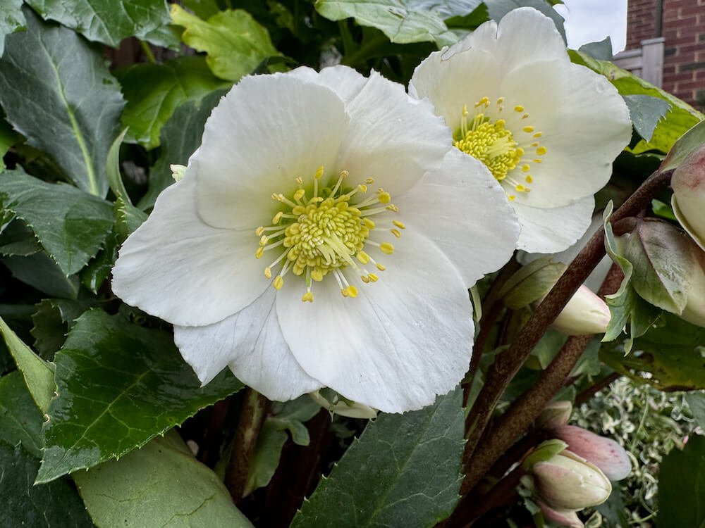 Helleborus x e. HGC 'Frosty'