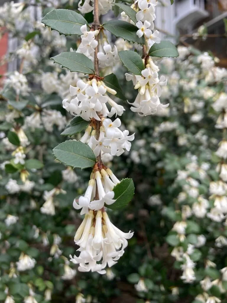 Osmanthus delavayi
