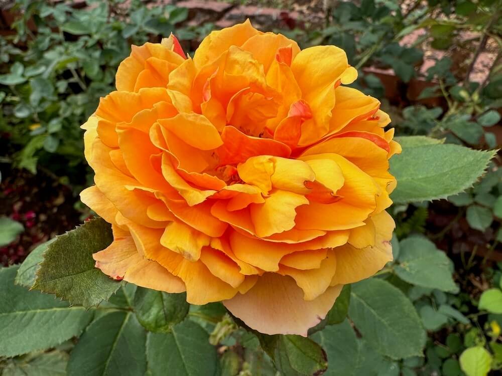 Rosa 'Dame Judi Dench'