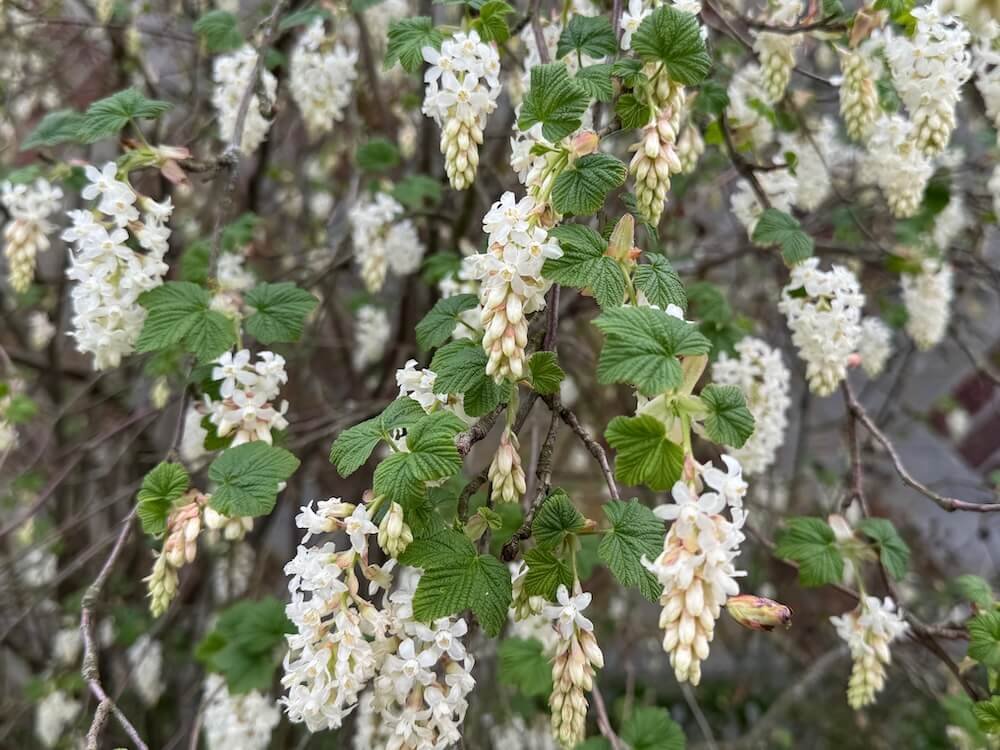 Ribes sanguineum 'Ubric'