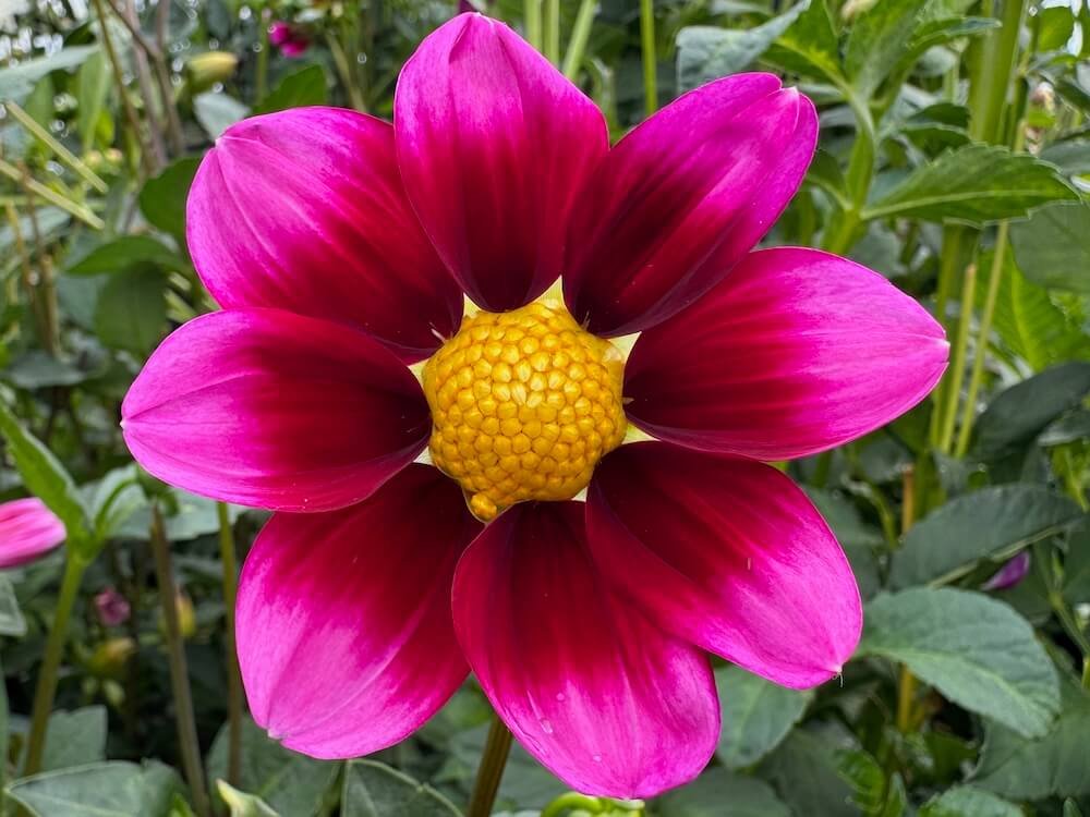 Dahlia 'Bashful'