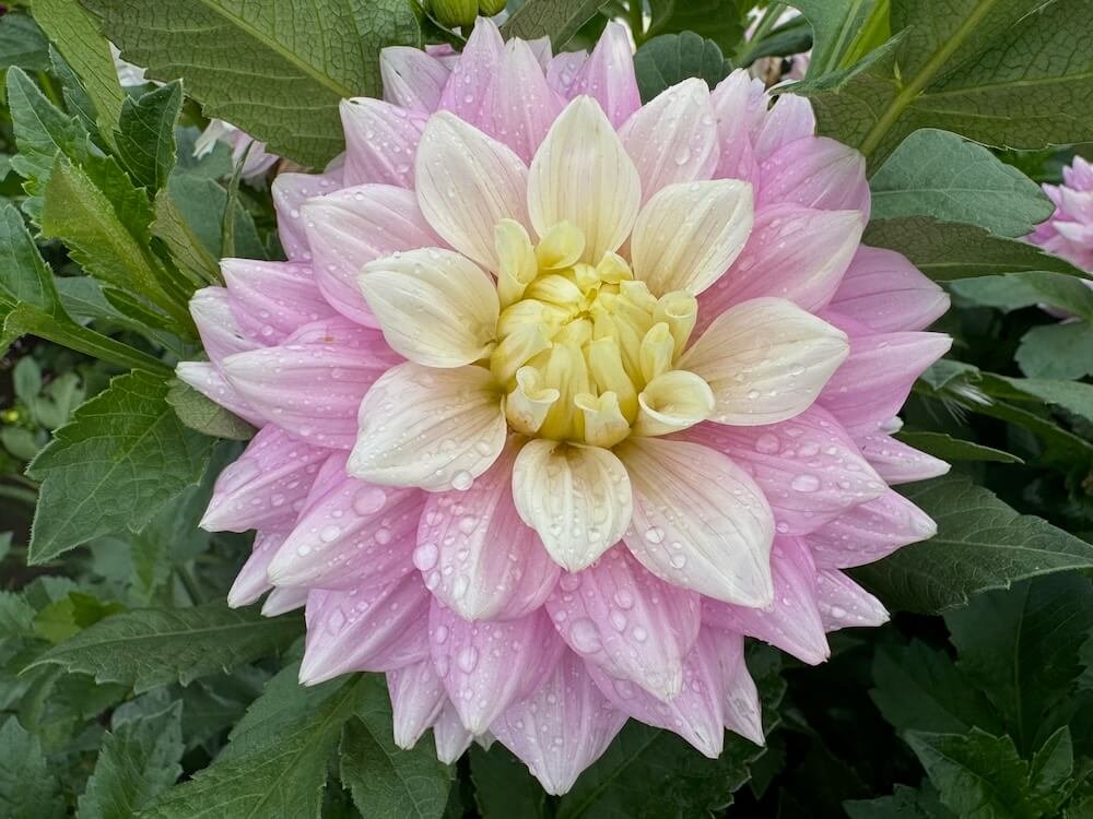 Dahlia 'Petal Faster'