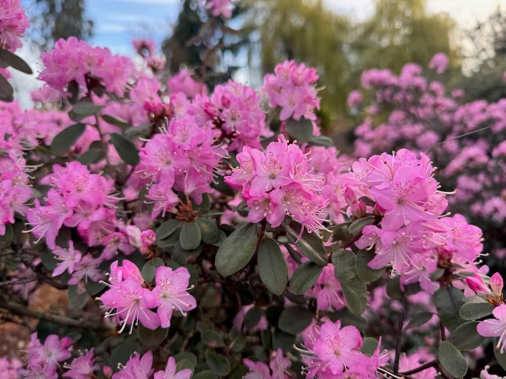 Rhododendron racemosum 'Rock Rose'