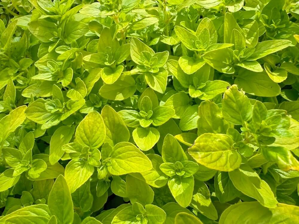 Origanum vulgare ‘Aureum’
