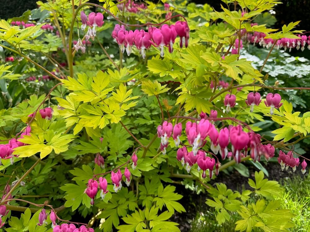 BLEEDING HEART (Lamprocapnos)