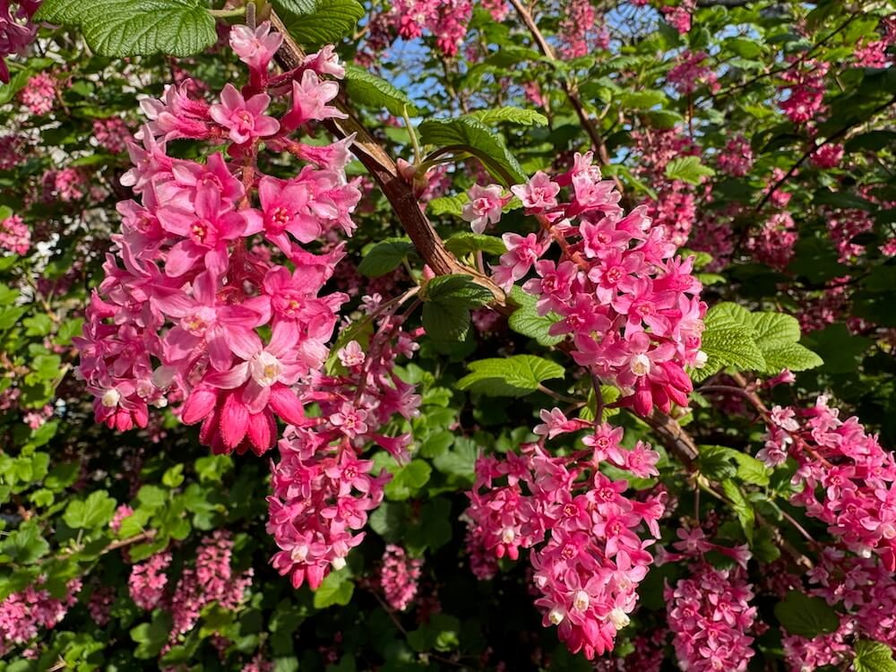 Ribes sanguineum