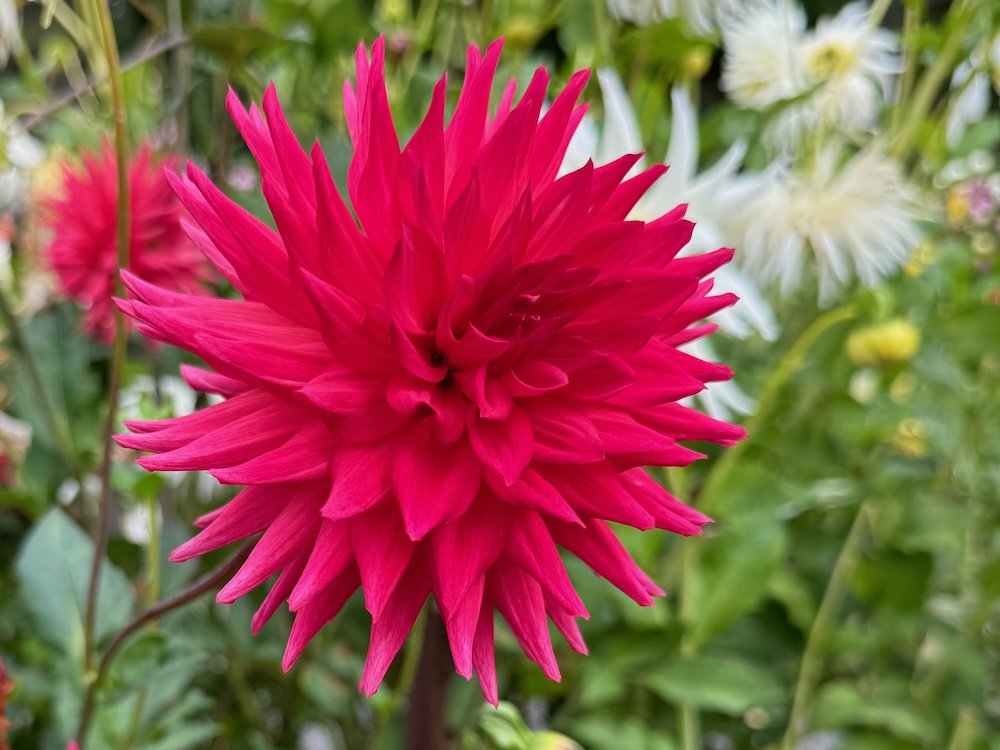 Dahlia 'River's Deb G'