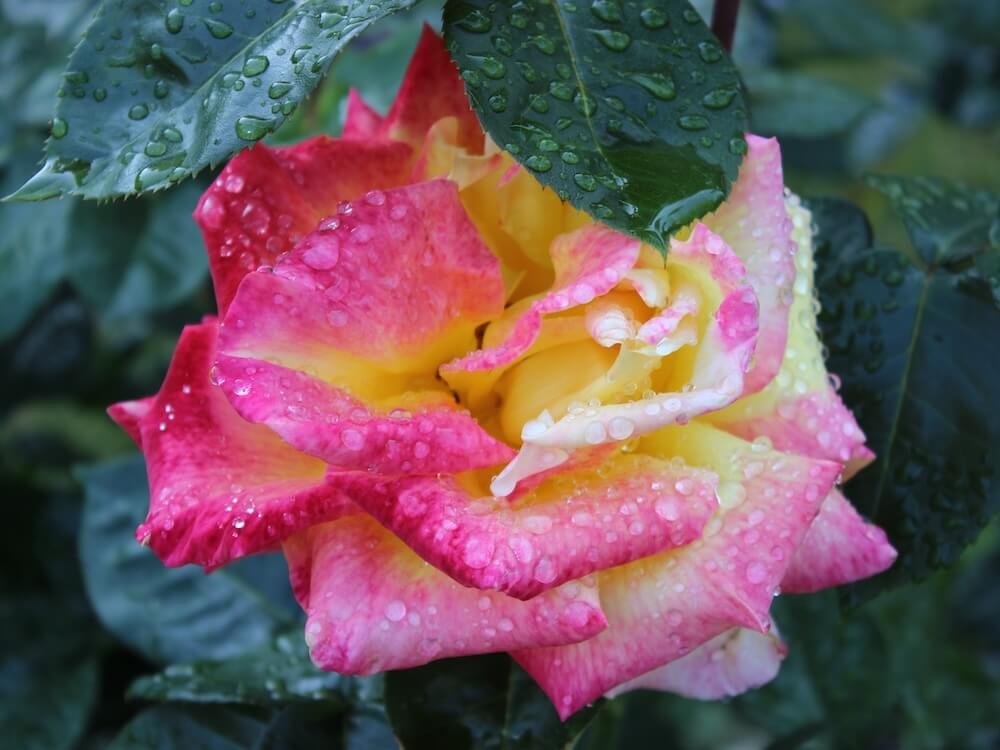 Rosa 'Royal Welcome'