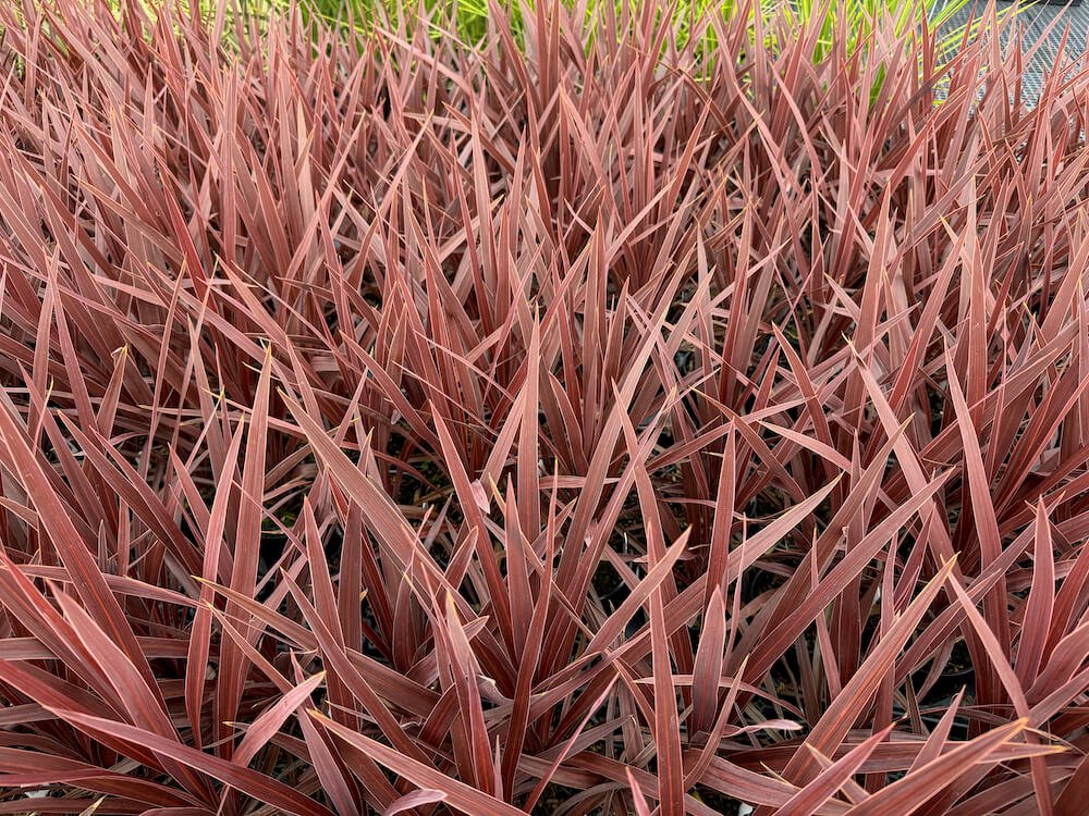 Cordyline australis 'Red Star'