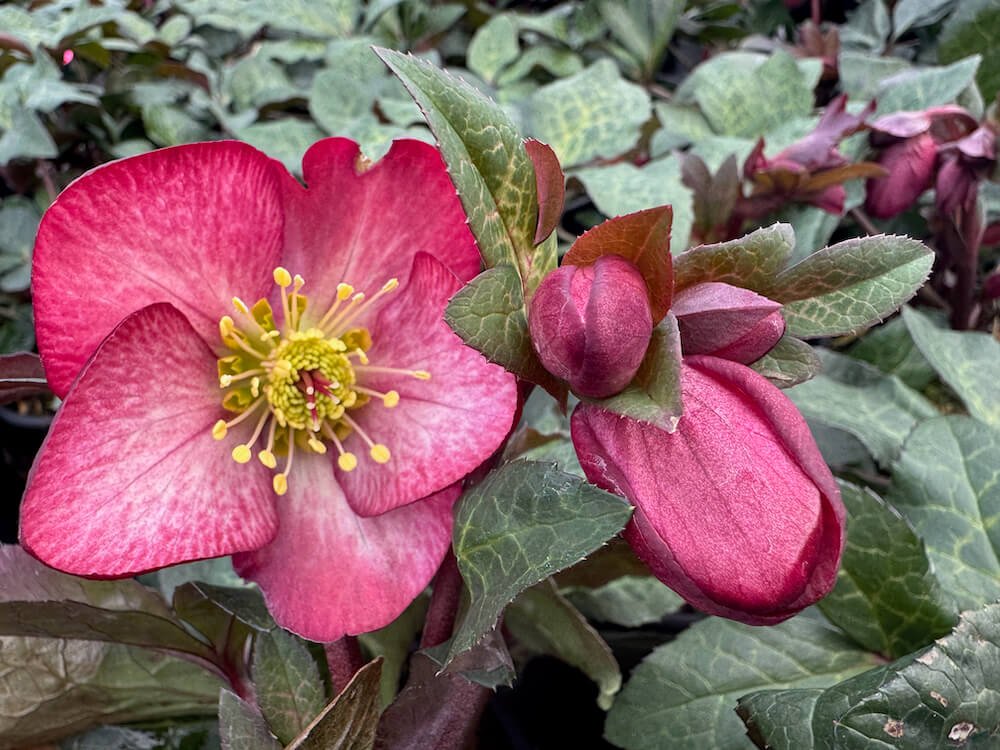 Helleborus x glandorfensis HGC 'Ice N'Roses Mary Marble'